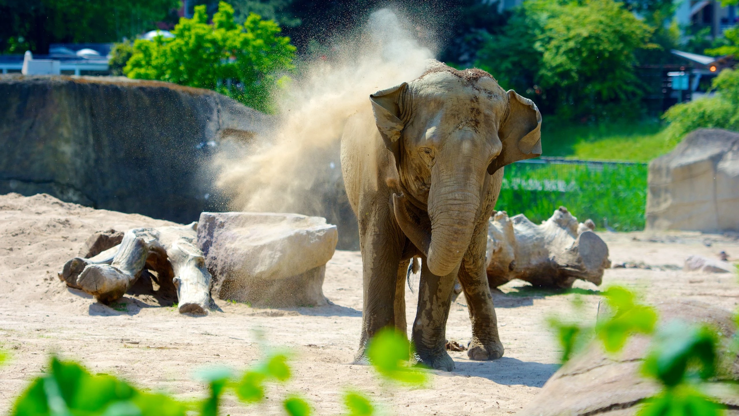 Le zoo de Cologne