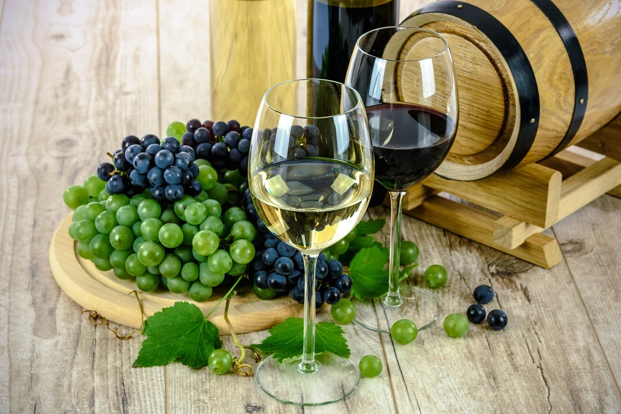 Dégustation viticole à Maribor (plus vieille vigne du monde)