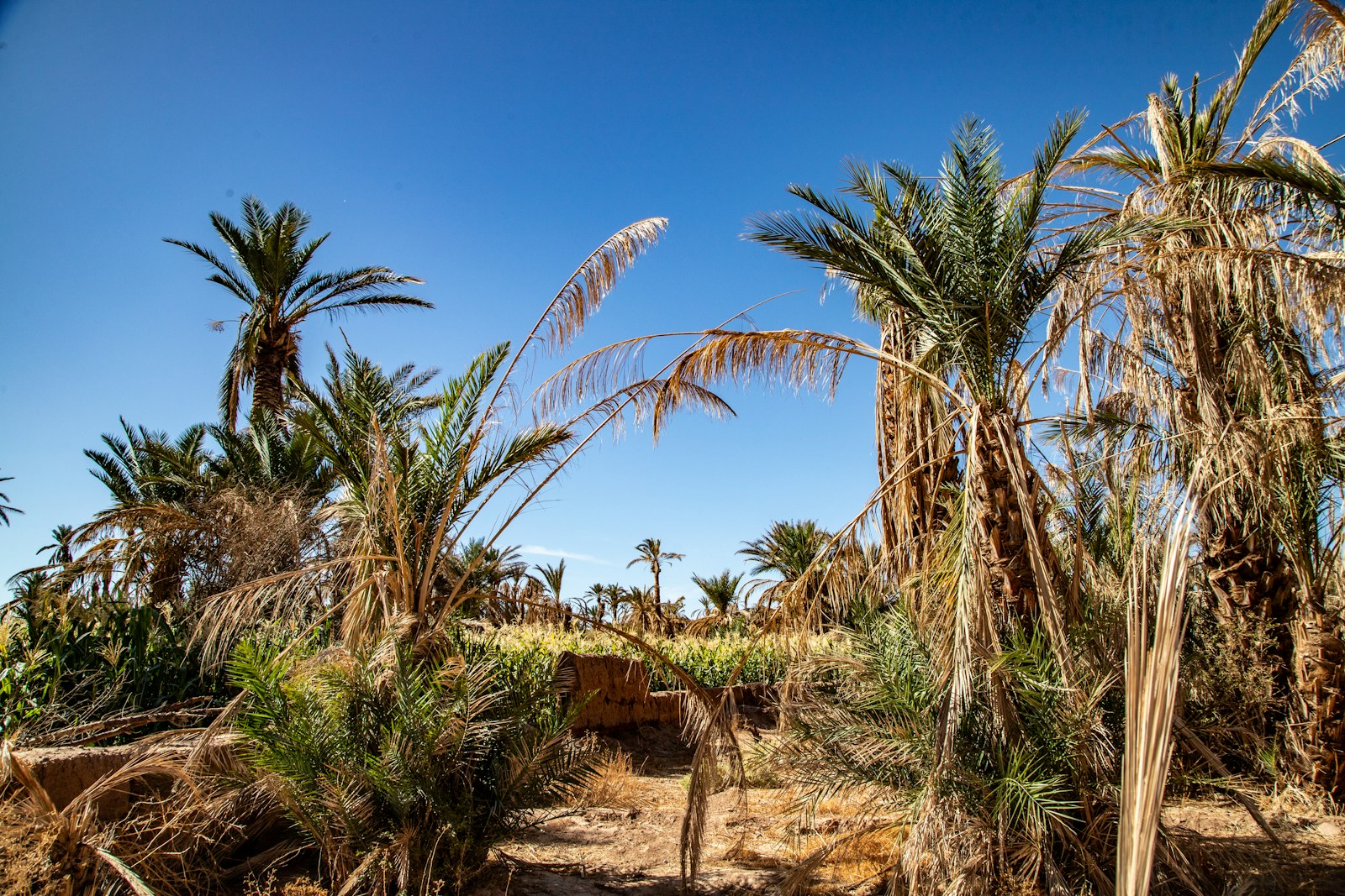Tozeur (palmeraie et Ouled El Hadef)